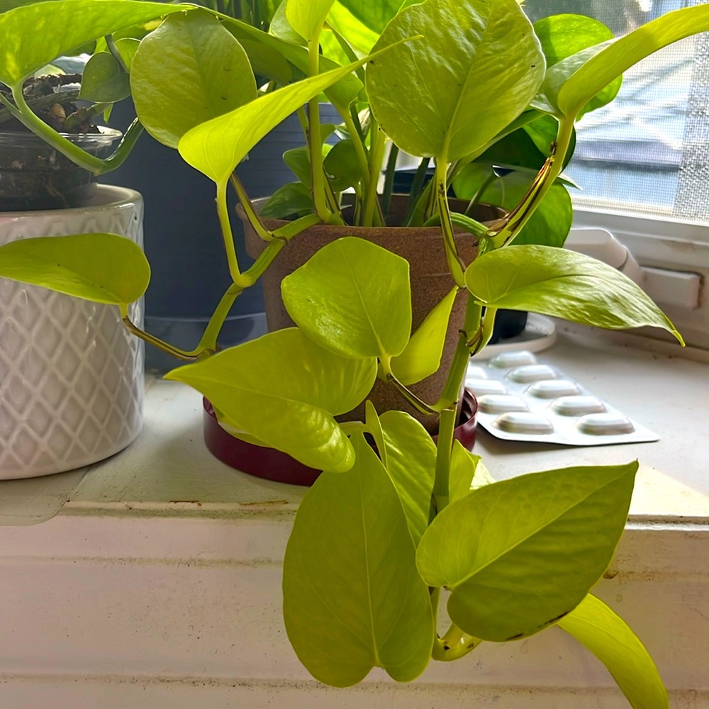 Neon Pothos